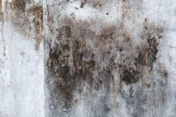 Best Post-Construction Mold Inspection  in East Kapolei, HI