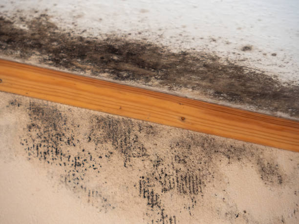 Best Commercial Mold Inspection  in East Kapolei, HI